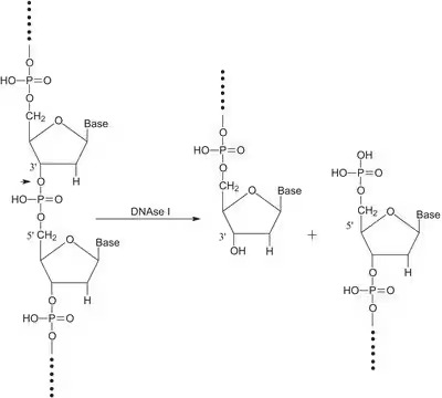 Deoxyribonuclease, DNase I, Deoxyribonucleate 5αoligonucleotido-hydrolase