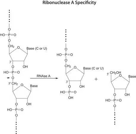 Ribonuclease A, Amphinase