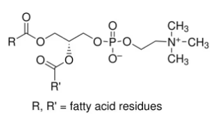 Lecithin
