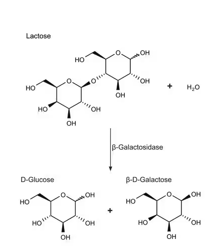 αD-Galactoside galactohydrolase, Lactase